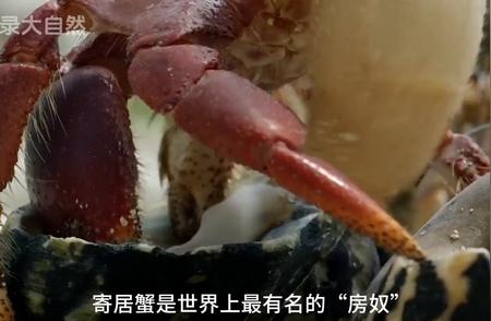 寄居蟹换房实录：第5集| 罕见的贝壳之旅