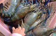 巨型虾入侵我国湖泊，体长一米，肉质超越小龙虾