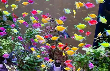 天使鱼的鲜艳色彩之谜：如何养护它们？