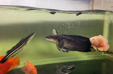 大年初一，雷龙的鲫鱼大餐：如何培养米级铅笔鱼