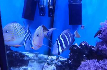 蓝纹倒吊海水鱼：珊瑚缸的最佳伙伴