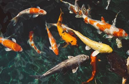 锦鲤：鱼类百科的瑰宝
