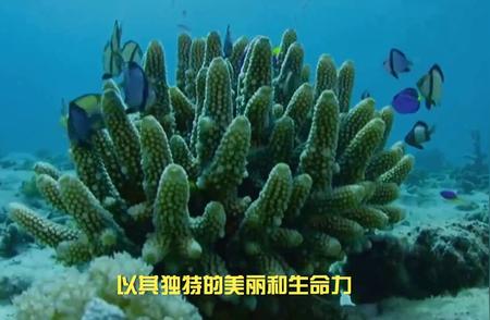海洋生物中的瑰宝：珊瑚