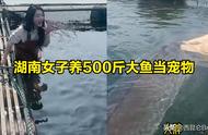 湖南女子的豪华宠物：价值6万元的500斤大鱼
