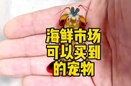 螳螂虾：海鲜市场的双重宠物选择