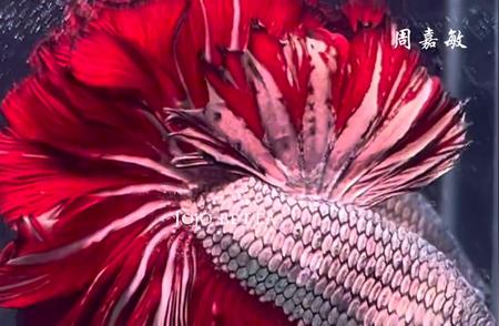 泰国斗鱼独特尾半月🤍的惊艳展示🔥#水族世界