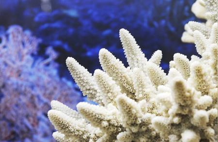 人工培育珊瑚的可能性