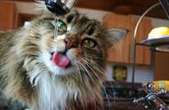 别再强迫猫咪喝水了！你知道猫咪每天需要多少水分吗？