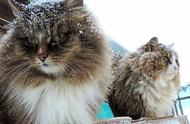 西伯利亚猫：长毛猫的祖先，外表霸气且性格沉稳