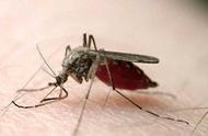 北美“食蚊鱼”大举入侵中国，日均吞食2000蚊子成生态威胁