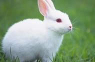 你能告诉我兔子的尾巴有多长吗？