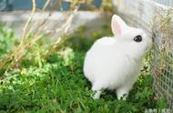 萌到哭的小家伙：揭秘荷兰侏儒兔的魅力