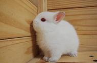 揭秘：荷兰矮兔，世界上最小的兔子