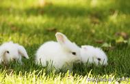 兔子直觉：6选1心理测验，揭示你的强运期
