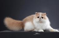 波斯猫的外貌特征：多年来，人们对其误解依然存在