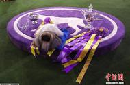2021年威斯敏斯特犬展：京巴犬荣获狗圈总冠军！