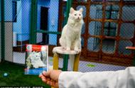 土耳其打造豪华梵猫“别墅”，领养者还可获得猫咪“身份证”