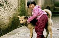中华田园犬：我国独有的忠诚象征，为何有些人却不愿养？