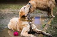 金毛犬：养狗者需谨慎考虑的品种