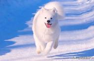 萨摩耶犬：冰雪精灵的微笑