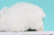 安哥拉巨兔体验馆在台州引爆热潮，全网疯狂打卡！