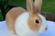 荷兰兔：为何它成为了最受欢迎的宠物兔？
