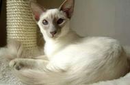 巴厘猫：暹罗猫的优雅长毛亲戚