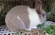 荷兰兔为何被称为道奇兔？