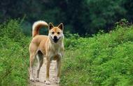 中国十大名犬：本土犬种的权威排名！