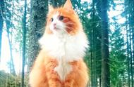 为何挪威森林猫的魅力无法抵挡？5个理由让你爱不释手！