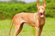 AKC犬种分类：猎犬组的代表性犬种