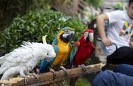 金刚、葵花、亚马逊：三种大型鹦鹉的优缺点及家庭养殖指南