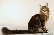 猫咪的长尾巴真的能保持平衡吗？揭秘真相！