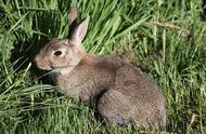 家兔与野兔：养兔技术的深度解析