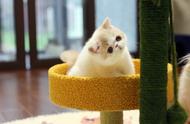 加菲猫的魅力：你可能不知道的优点