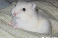 奶茶仓鼠的体型：它们能长到多大？