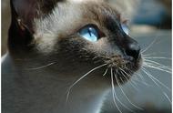 猫咪图鉴：暹罗猫（Xian Luo）的特点与魅力