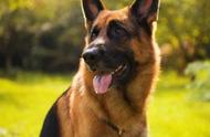 德国牧羊犬：用敏锐的嗅觉探索世界，成为全球公认的优秀警犬