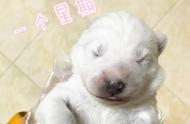 颜值担当的萨摩耶犬，你见过它们刚出生的样子吗？