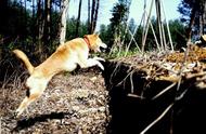 广西土猎：田园间的忠诚猎犬