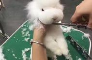 雪白可爱的长毛兔，如何变成萌系洋娃娃？美容师的手法令人惊叹！