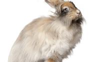 安哥拉长毛兔的市场价格和养殖技术：一只纯种安哥拉长毛兔的价格是多少？
