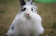 新手饲养者的五款宠物兔：好看又易养，你最喜欢哪一款？