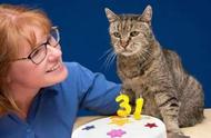 猫界寿命排行榜：十种寿命超长的猫咪，养到它们的人都倍感幸运