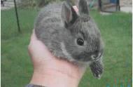 荷兰侏儒兔：世界上最小的兔子，体重仅2斤
