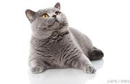 英国短毛猫：肥头肥脑的贵族喵星人