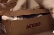 虎斑猫在鞋盒中的悠闲生活：橘猫的突然行动
