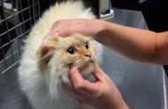 捡来的布偶猫从不叫唤，小两口带去医院后的心情变化