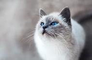 科学家揭示猫的七种独特性格特征
