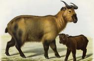 戴维在西藏东部大川河山区发现的藏羚羊雄性个体